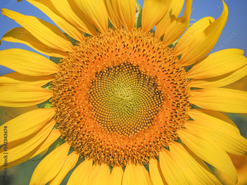 Obraz premium Close up blooming yellow sunflower.