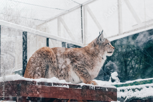 lynx in the snow