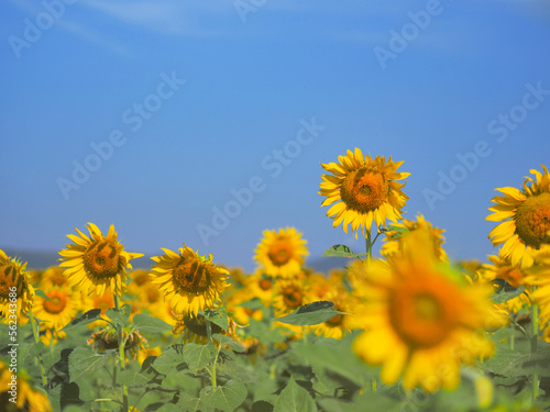 blooming sunflower over blue sky background.