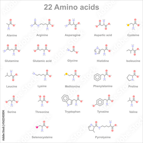 Chart with simplified icons of 20 standard amino acids and two additional amino acids. photo