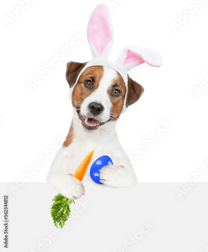 Funny Jack Russell terrier puppy wearing easter rabbits ears holds carrot and painted egg and looks above empty white banner. Isolated on white background © Ermolaev Alexandr