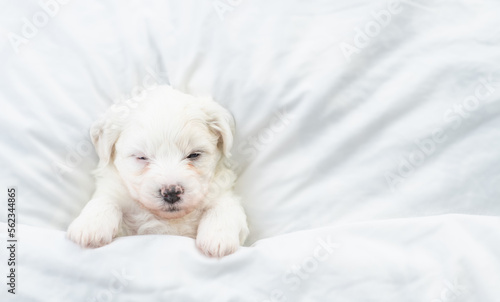 Tiny Bichon Frise puppy sleeps under  white blanket on a bed at home. Top down view. Empty space for text