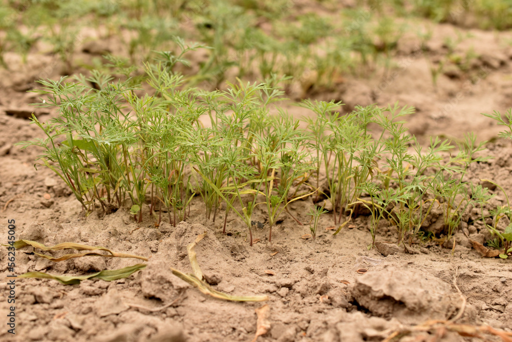 Green shoots of dill sprouted in the garden. Green shoots of dill sprouted in the garden.