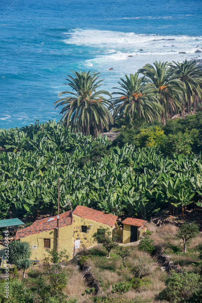 Plantaciones  de plátanos y palmeras en la costa del Socorro en Los Realejos al norte de la isla de Tenerife en Canarias