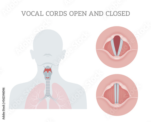 Vocal cords open and closed photo