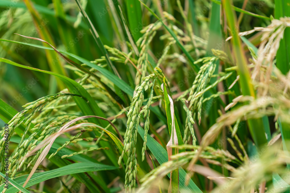 decorate Tet holiday with rattan basket and rice flower. Selective focus decorate Tet holiday with rattan basket and rice flower. Selective focus