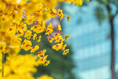 Hoa Mai tree (Ochna Integerrima) flower, traditional lunar new year in Vietnam