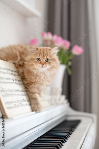 Kätzchen am Klavier, Katze, Wohnung, Haus, Frühling, weiß