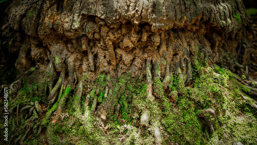 coconut tree stump with mossy roots, background, texture