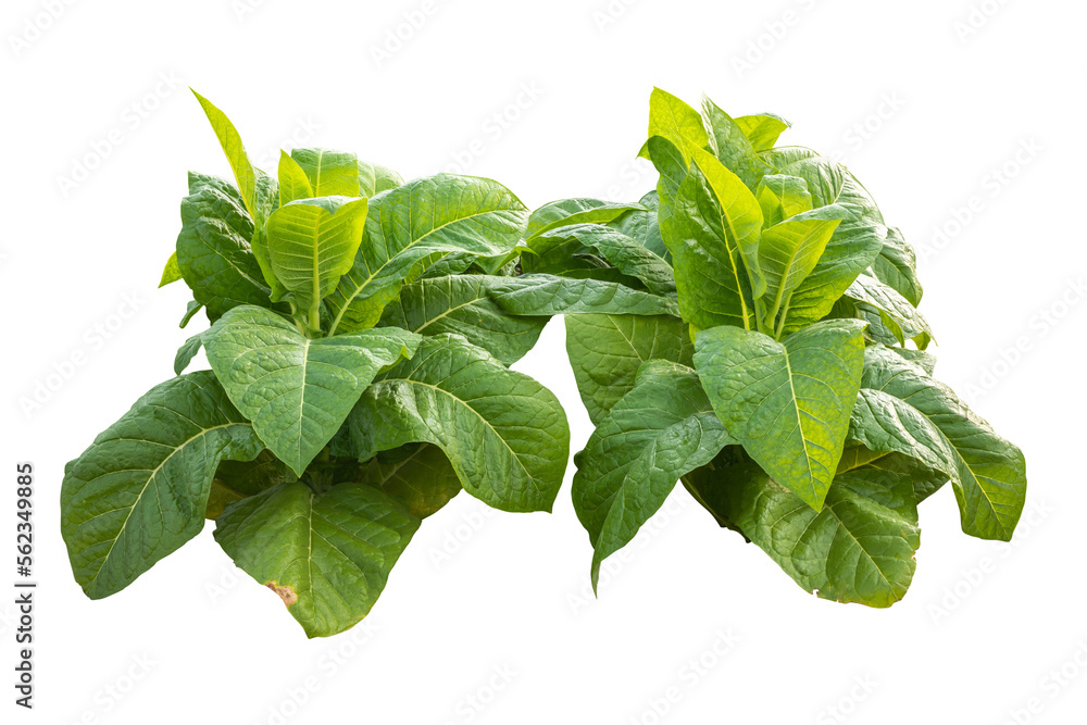 Green tobacco plant. Isolated on transparent background PNG file. Stock ...