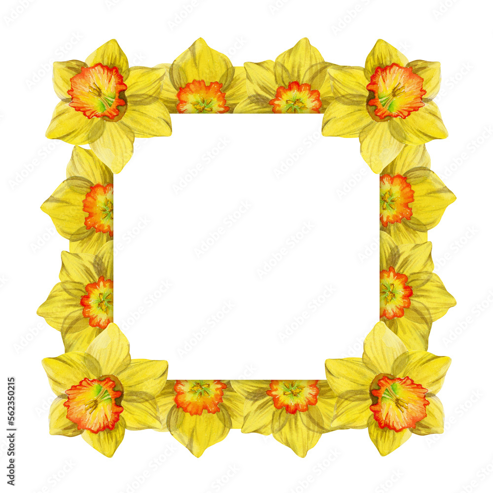 Obraz premium Watercolor hand drawn square frame with spring flowers, daffodils, snowdrops, branches, leaves. Isolated on white background. Design for invitations, wedding, greeting cards, wallpaper, print, textile
