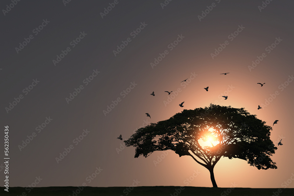 The silhouette of a flock of birds flying from a big tree in the evening sun.