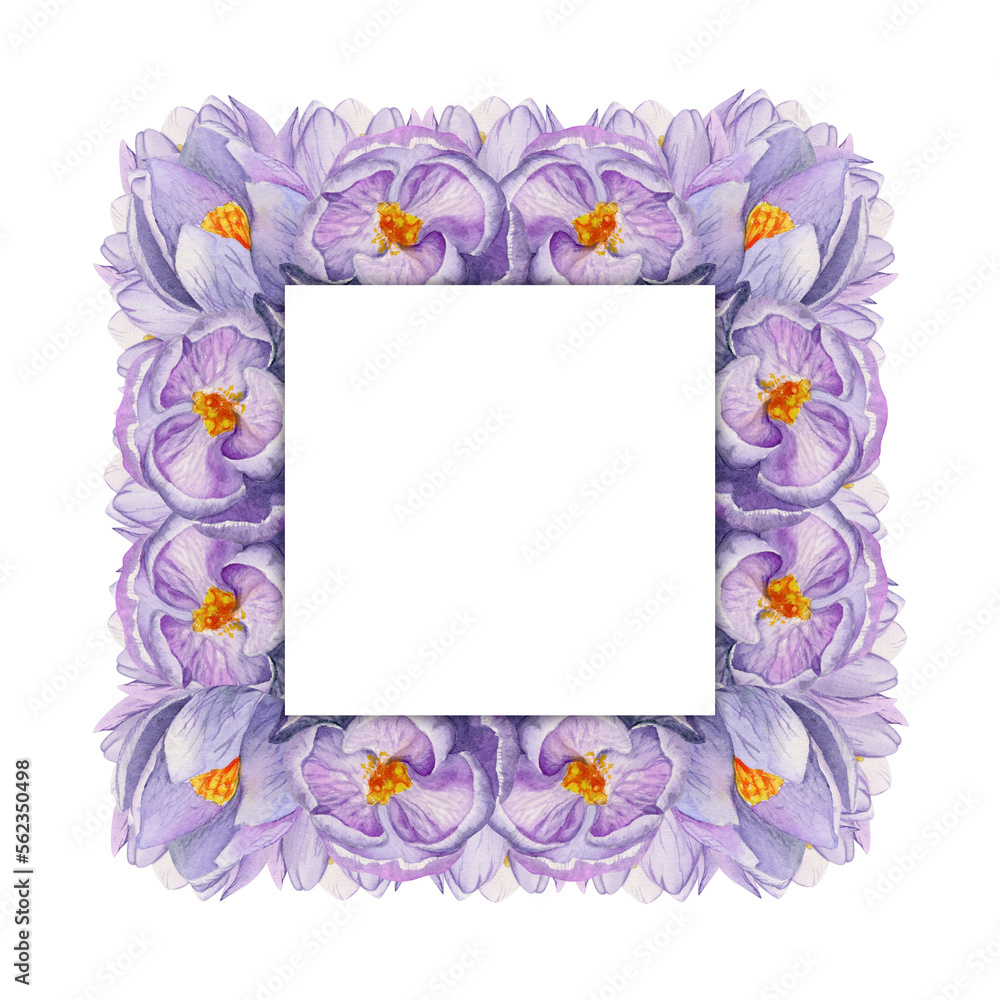 Watercolor hand drawn square frame with spring flowers, crocus, snowdrops, branches, leaves. Isolated on white background. Design for invitations, wedding, greeting cards, wallpaper, print, textile. Watercolor hand drawn square frame with spring flowers, crocus, snowdrops, branches, leaves. Isolated on white background. Design for invitations, wedding, greeting cards, wallpaper, print, textile.