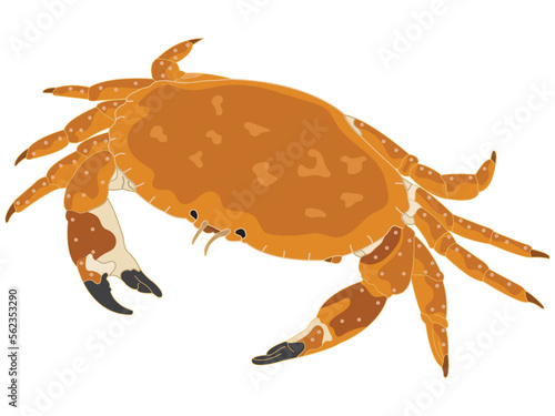 Crab in flat design on white background