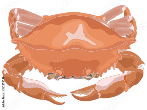 Crab in flat design on white background