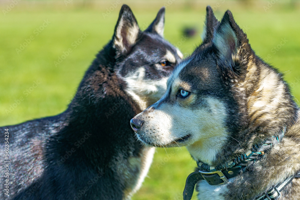 siberian husky dogs portrait siberian husky dogs portrait