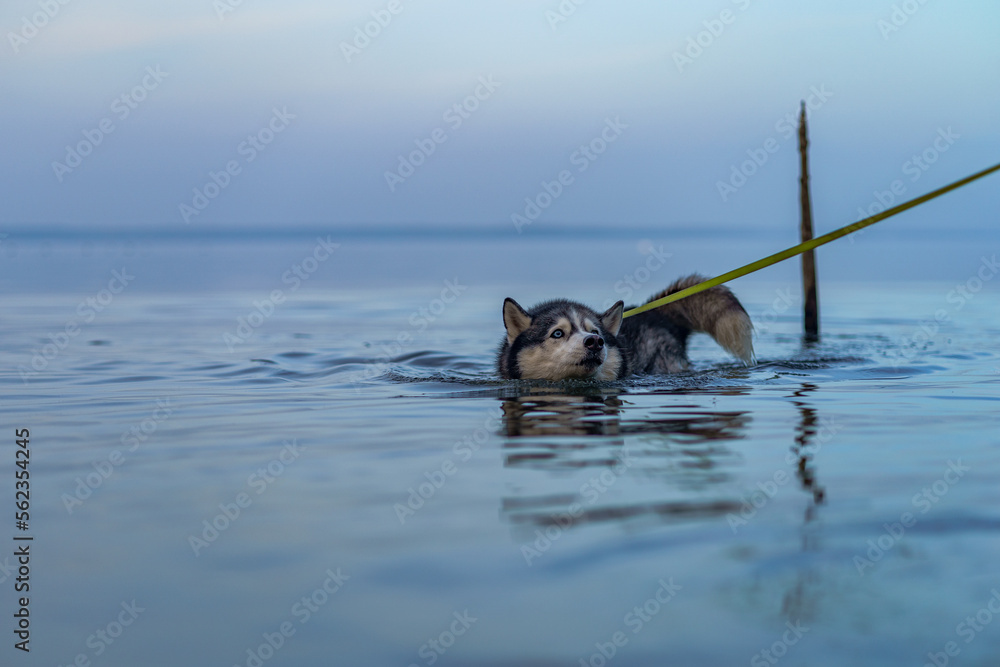 siberian husky dog swimming in water