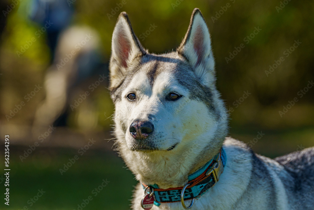 siberian husky dog portrait in sun