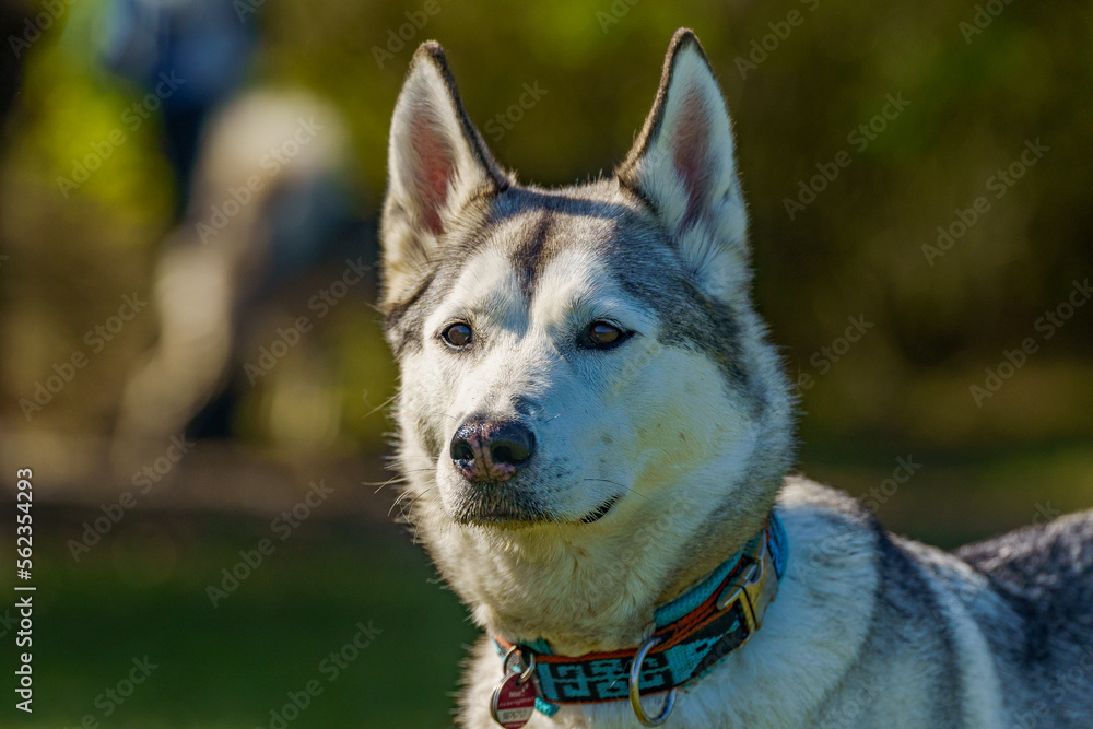 siberian husky dog portrait in sun siberian husky dog portrait in sun
