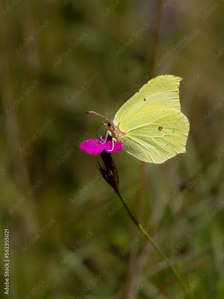 Beautiful nature scene with Common brimstone (Gonepteryx rhamni). Macro shot of Common brimstone (Gonepteryx rhamni) on the flower. Common brimstone (Gonepteryx rhamni) in the nature habitat. Beautiful nature scene with Common brimstone (Gonepteryx rhamni). Macro shot of Common brimstone (Gonepteryx rhamni) on the flower. Common brimstone (Gonepteryx rhamni) in the nature habitat.