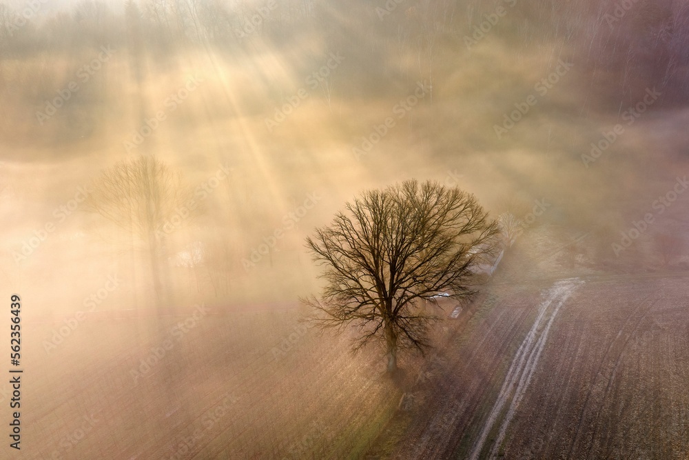 Obraz na płótnie Mgła i promienie słońca przebijające się przez drzewa - widok z drona w salonie