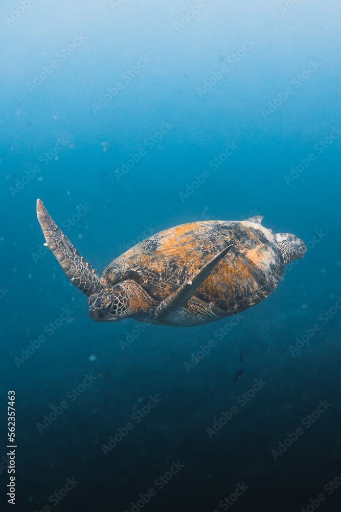 Obraz premium Orange turtle swimming on the blue ocean