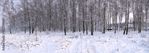 winter Forest panorama © dbrus