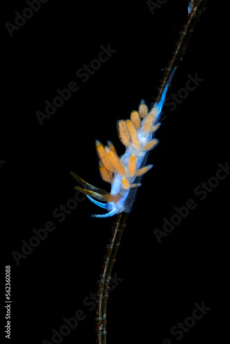 A tiny sea animal - Nudibranch (sea slug) - Trinchesia sp. Underwater macro world of Tulamben, Bali, Indonesia. photo