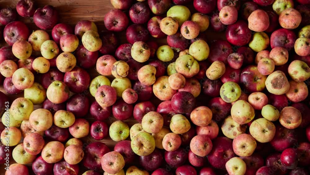 Apple preparation. Selection of apples. Autumn harvest of apples. Timelapse. Apple preparation. Selection of apples. Autumn harvest of apples. Timelapse.