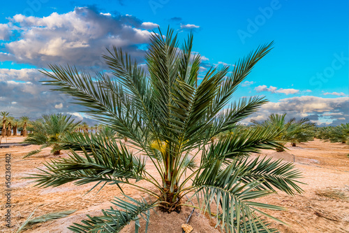 Close-up of young palm among plantation of date palms, image depicts healthy ...