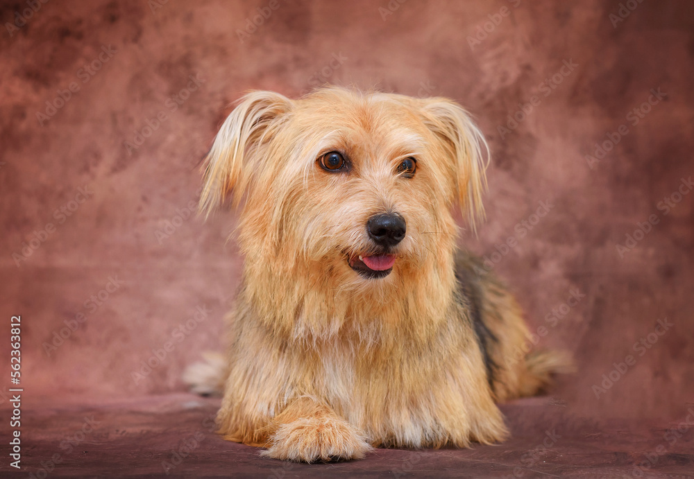 Portrait of a brown mixed breed dog, studio photo, against a brown background Portrait of a brown mixed breed dog, studio photo, against a brown background