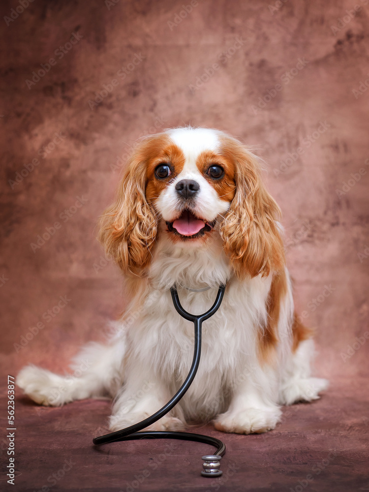 Portrait of a dog cavalier king charles spaniel with a stethoscope, veterinary clinic, treatment of dogs, studio photo, on a brown background