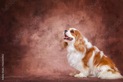Slika na platnu Portrait of a dog cavalier king charles spaniel on a brown background, studio ph