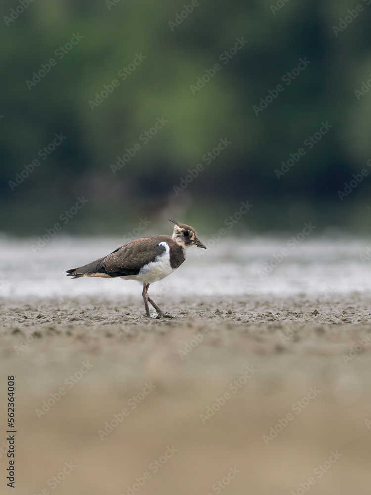 Beautiful nature scene with Northern lapwing (Vanellus vanellus). Wildlife shot of Northern lapwing (Vanellus vanellus). Northern lapwing (Vanellus vanellus) in the nature habitat. Beautiful nature scene with Northern lapwing (Vanellus vanellus). Wildlife shot of Northern lapwing (Vanellus vanellus). Northern lapwing (Vanellus vanellus) in the nature habitat.