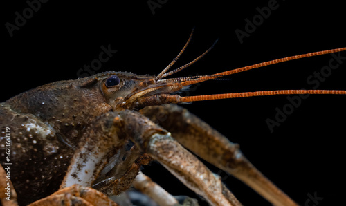 Pontastacus leptodactylus, the Danube crayfish, Galician crayfish, Turkish crayfish or narrow-clawed crayfish