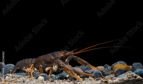 Pontastacus leptodactylus, the Danube crayfish, Galician crayfish, Turkish crayfish or narrow-clawed crayfish
