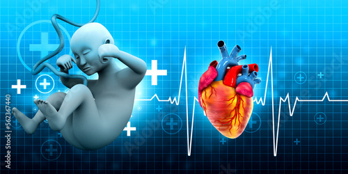 Human fetus on heartbeat background. 3d illustration. photo