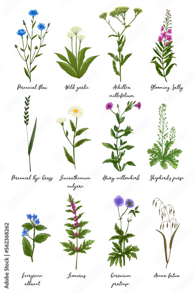 Wild flowers and meadow grasses poster. Perennial flax, Blooming Sally, Evergreen alkanet, Wild garlic, Leonurus