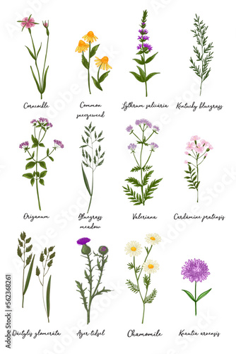 Wild flowers and meadow grasses poster. Ager-tidsel, Chamomile, Valeriana
