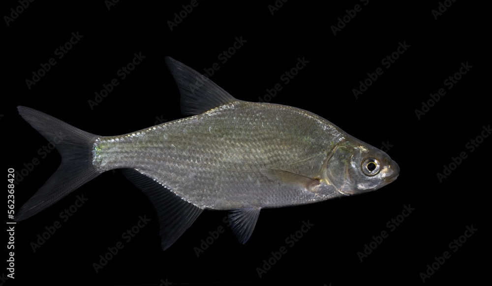 The common bream, freshwater bream, bream, bronze bream, carp bream or sweaty bream (Abramis brama) The common bream, freshwater bream, bream, bronze bream, carp bream or sweaty bream (Abramis brama)