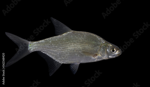 The common bream, freshwater bream, bream, bronze bream, carp bream or sweaty bream (Abramis brama)