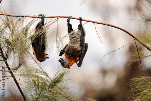 two large grey headed flying fox roosting upside down and chattering with their noisy neighbor, Tamworth, NSW Australia
