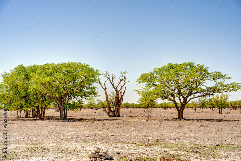 Etosha National Park Landscape, Namibia Etosha National Park Landscape, Namibia
