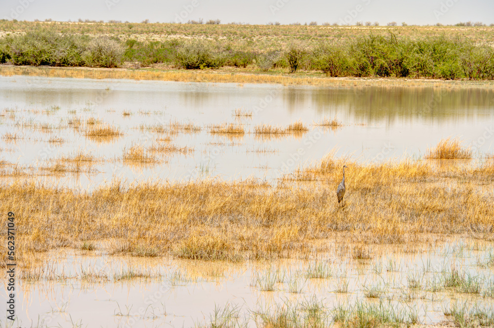 Etosha National Park Landscape, Namibia