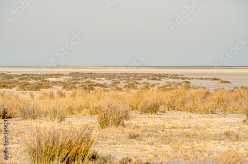 Fototapeta Naklejka Na Ścianę i Meble -  Etosha National Park Landscape, Namibia