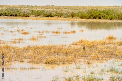 Etosha National Park Landscape, Namibia © mehdi33300