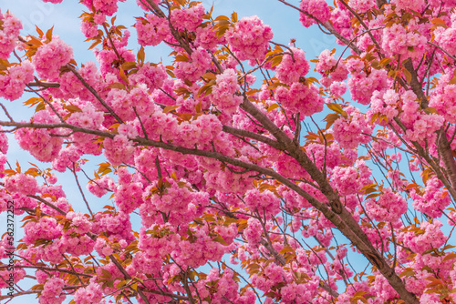 Pink blooming Sakura tree branch.