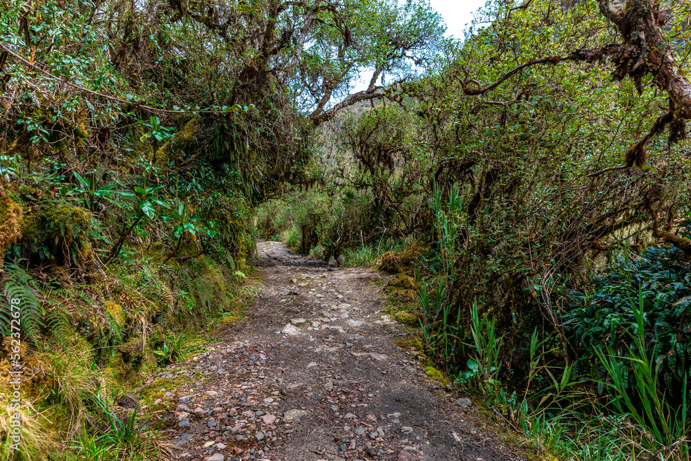 Obraz premium forest path in the jungle overgrown with plants