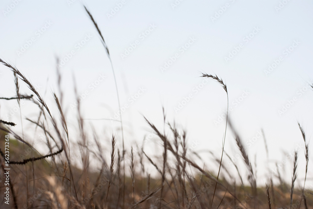 Fototapeta premium dry summer grass