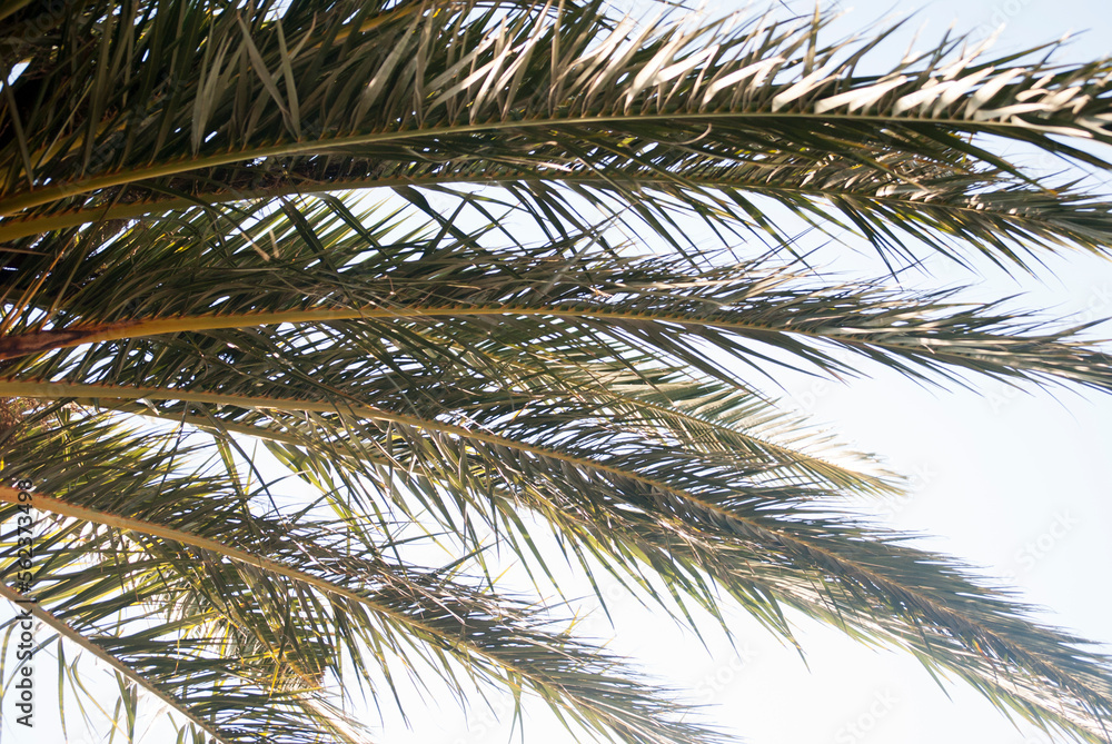 palm tree leaves against blue sky palm tree leaves against blue sky